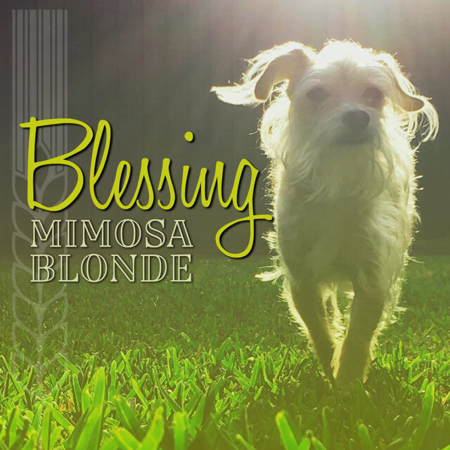 Blessing Mimosa Blonde